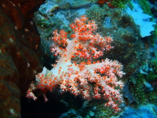 Fototapeta na wymiar Soft coral, Island Bali