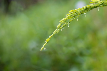 Beautiful Green Rice