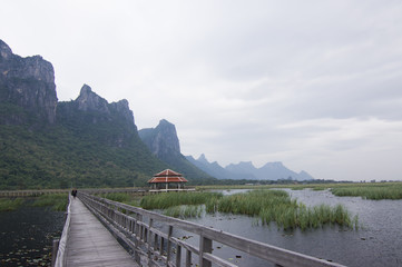 Wooden Bridge in lotus lake at khao sam roi yod national park, thailand
