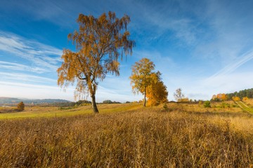 Beautiful autumnal landscape with grassland and trees