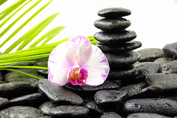 Wet stones and orchid with palm leaf on dew 