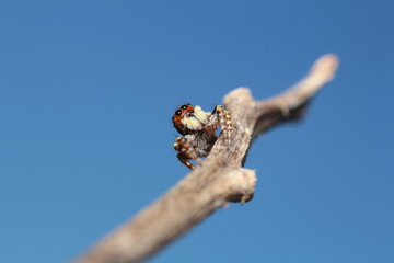 Small jump spider in rain forest