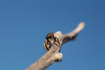 Small jump spider in rain forest