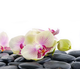 Fototapeta na wymiar Set of orchid and pebbles 