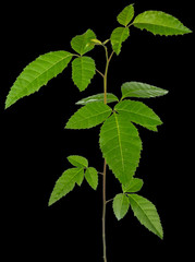  jeune arbrisseau, fond noir, plant de baie rose, schinus terebinthifolius 