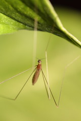 Small bug and insect in the garden