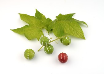 オキナワスズメウリ