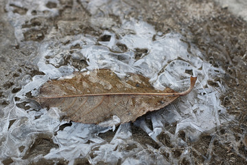 crust of ice on a puddle of leaves