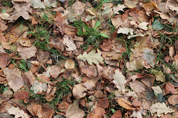 leaves on the ground background