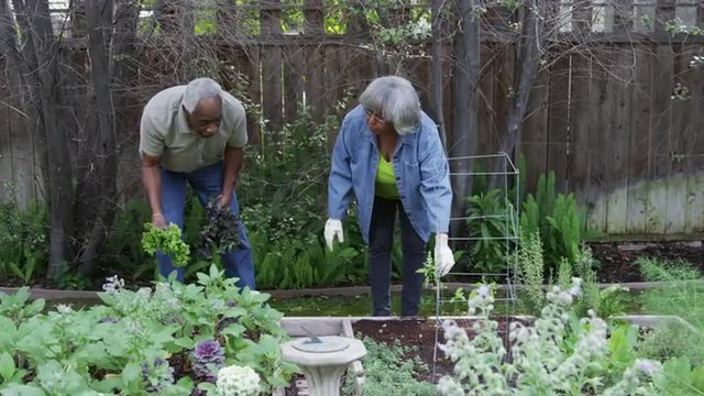 Senior black couple gardening in yard