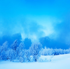 Obraz na płótnie Canvas Winter landscape. Cold winter evening