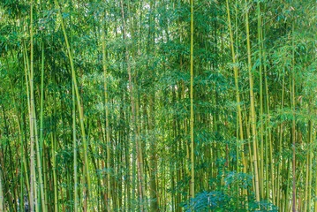 Deurstickers Bamboe Bamboo Bos