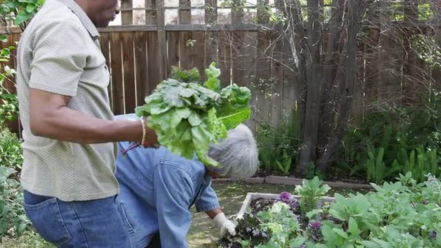 Senior African couple gardening together in yard