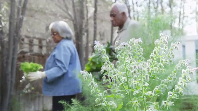 Mature African couple walking in garden with vegetables