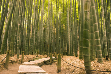 竹の庭