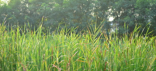 Green grass/Green grass in morning day.