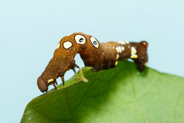 Brown and white dot caterpillar of  othreis ( Eudocima falonia )