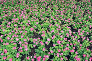 Madagascar periwinkle, Madagascar periwinkle, Catharanthus roseus, Vinca flower