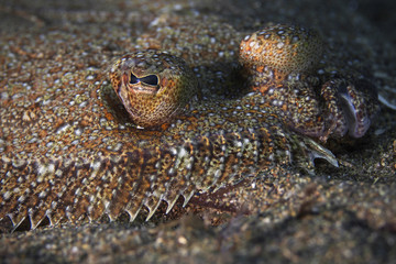 Wide-eyed flounder, Weitäugiger Butt (Bothus podas)