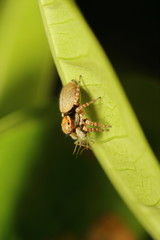 Fototapeta premium Small jump spider in rain forest