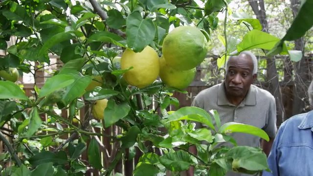 Senior black couple picking lemons from tree