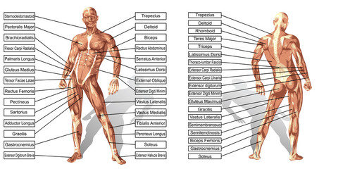 Vector 3D man muscle anatomy with text isolated