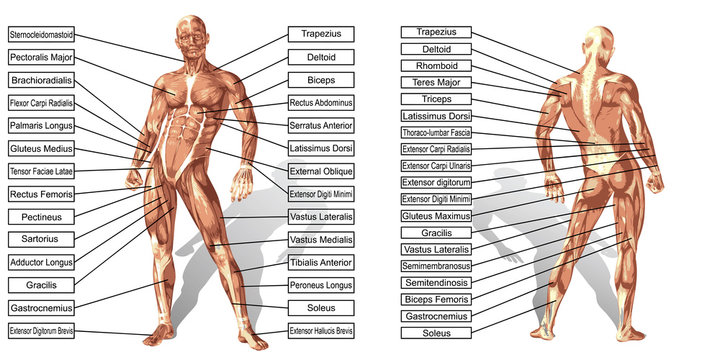 Vector 3D man muscle anatomy with text isolated