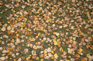 Herbstlich
