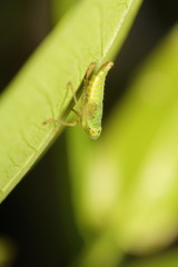 Small bug and insect in the garden