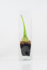 Cactus is a succulent plan in a square glass pot on white backgr