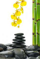 branch yellow orchid and thin bamboo grove, stacked stones on wet back stones