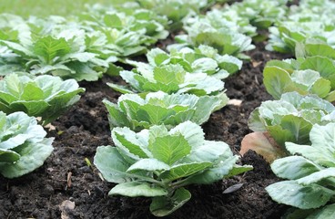 cabbage field