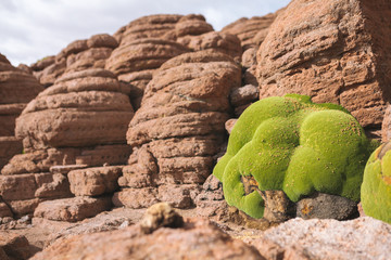 Llareta growing on desert rocks - Bolivia