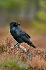 raven on old branch