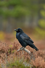 common raven on the branch