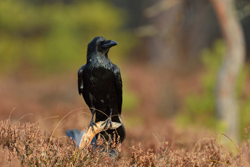 raven (corvus corax) on branch in the bog