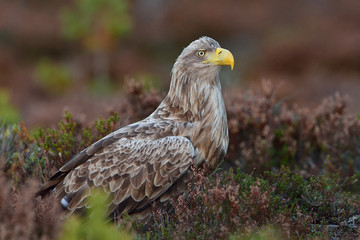 White-tailed sea eagle portrait