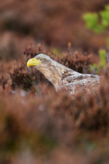Sea eagle portrait in the forest