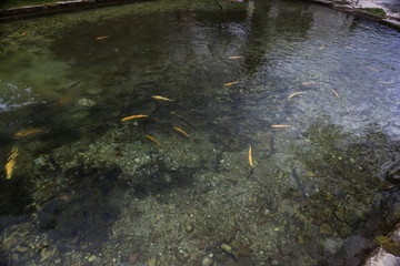Fish pond