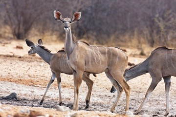 Naklejka na ściany i meble Greater kudu, Tragelaphus strepsiceros, at the waterhole Bwabwata, Namibia