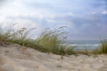Hierbas en las dunas de la playa