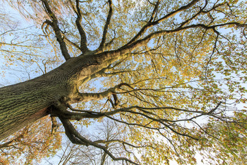 Traveling in the Hotham Park, Bognor Regis, United Kingdom