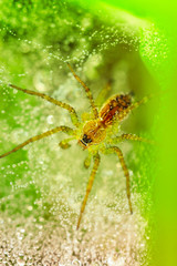 Closeup - Spider on spiderweb against a green background 