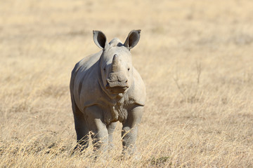 African white rhino