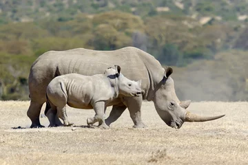 Papier Peint photo autocollant Rhinocéros rhinocéros blanc africain