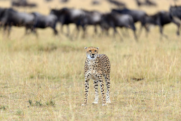 Wild african cheetah