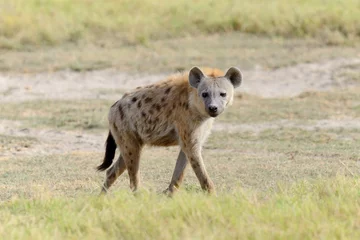 Foto op Aluminium Hyena in National park of Kenya © byrdyak