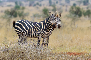 Zebra on grassland in Africa
