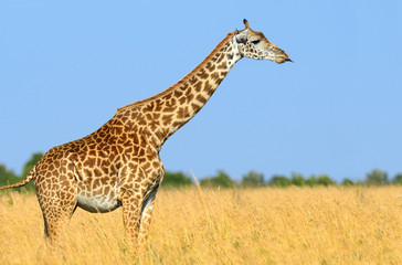 Naklejka na ściany i meble Giraffe in National park of Kenya