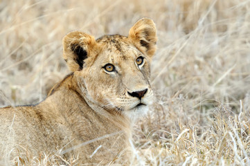 Close lion in National park of Kenya